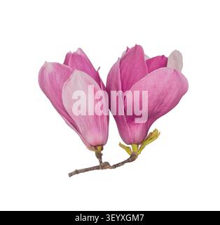 Fleurs magnolia rose isolé sur fond blanc Banque D'Images