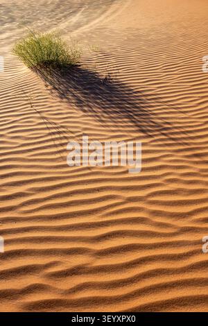 petite plante verte projetant une longue ombre détaillée sur des dunes de sable doré avec des ondulations éoliennes dans le désert du Sahara d'Erg Chebbi au Maroc sous la lumière du coucher de soleil Banque D'Images