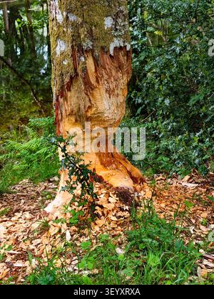Arbre qui a été rongé par un Beaver européen - Castor fibre Banque D'Images