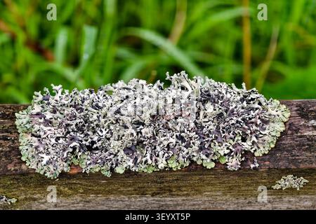 Lichen tubulaire à capuche (alias Lichen à capuche de moine) Hypogymnia physodes Banque D'Images