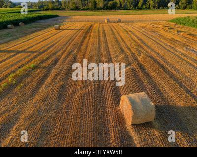 Vue aérienne de balles de foin dans un champ de blé récolté Banque D'Images