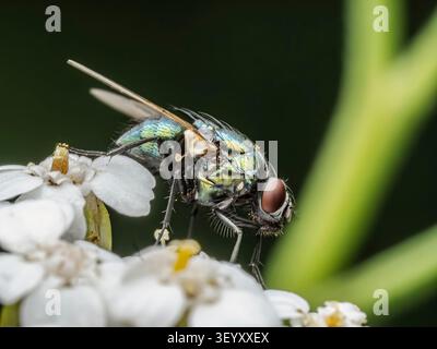 Plan macro de Lucilia sericata Fly sur White Flowers Banque D'Images