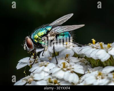 Plan macro de Lucilia sericata Fly sur White Flowers Banque D'Images