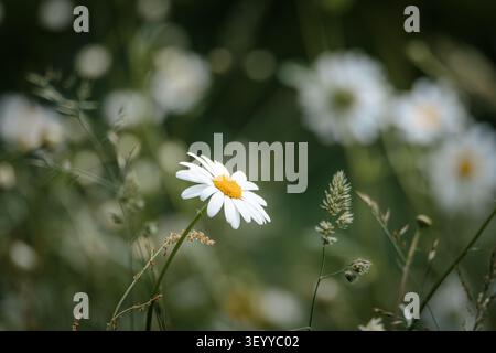 Oxeye Daisies in Full June Bloom — Gibside Meadows, comté de Durham Banque D'Images