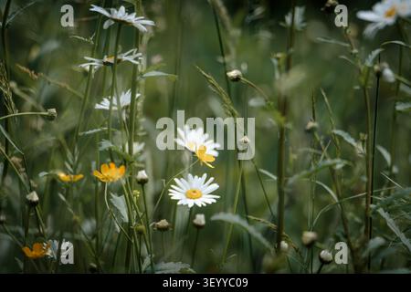 Oxeye Daisies in Full June Bloom — Gibside Meadows, comté de Durham Banque D'Images