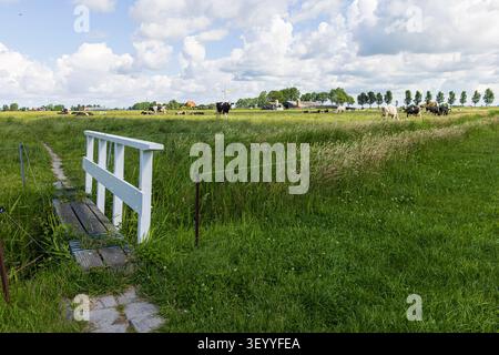 Un troupeau de vaches laitières noires et blanches pèse sur des pâturages verdoyants dans la campagne hollandaise. Une petite passerelle blanche et une clôture se trouvent au premier plan Banque D'Images