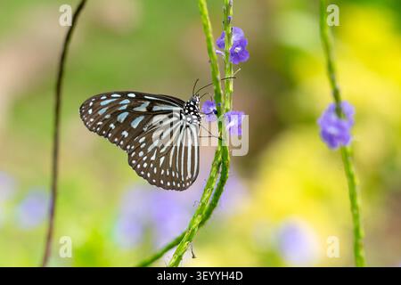 Un macro cliché détaillé d'un papillon Tigre Vitreux Bleu (Ideopsis vulgaris) reposant sur une minuscule fleur violette d'une plante stachytarpheta. Banque D'Images