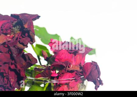 Roses cramoisies restant dans un vase en verre transparent avec des pétales fanés. Montre une beauté imparfaite, un caractère floral en évolution et l'appréciation du changement naturel. Banque D'Images