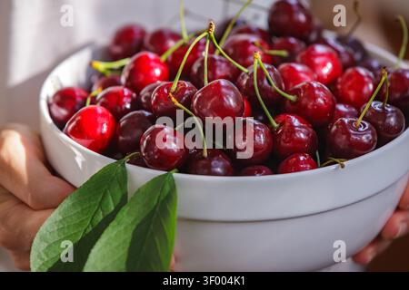 Photo en gros plan mettant l'accent sur un bol en céramique blanche abondamment rempli de cerises douces fraîches, mûres et rouge foncé. Les mains humaines tiennent le bol, PA Banque D'Images