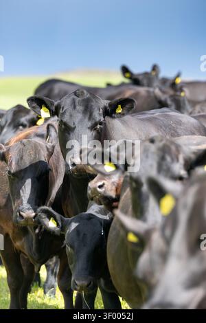 Troupeau de bovins primés Aberdeen Angus dans une ferme des Scottish Borders, au Royaume-Uni. Banque D'Images