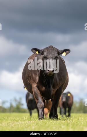 Troupeau de bovins primés Aberdeen Angus dans une ferme des Scottish Borders, au Royaume-Uni. Banque D'Images