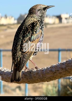 Étourneaux communs Sturnus vulgaris perché sur une corde épaisse près d'une côte sablonneuse par une journée ensoleillée Banque D'Images