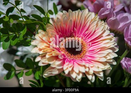 Gros plan d'une floraison de Marguerite Gerbera rose vif et crème entourée de feuilles vert foncé et d'autres fleurs en sourdine dans le bouquet, Cornwall, United Ki Banque D'Images