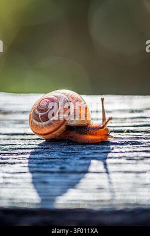 Gros plan détaillé d'un petit escargot de jardin avec une coquille en spirale rampant sur des planches de bois altérées à la lumière naturelle, avec un fond bokeh doux. Banque D'Images