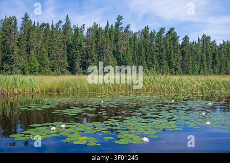 Nymphéas et roseaux sur un bord de lac éloigné sur le lac Prairie Bee dans le parc Shoals Provincail en Ontario Banque D'Images