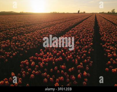 Vue large d'un champ de tulipes en fleurs au coucher du soleil, avec de longues rangées ombragées menant vers un moulin à vent lointain et un ciel lumineux, capturant le calme rural et spr Banque D'Images