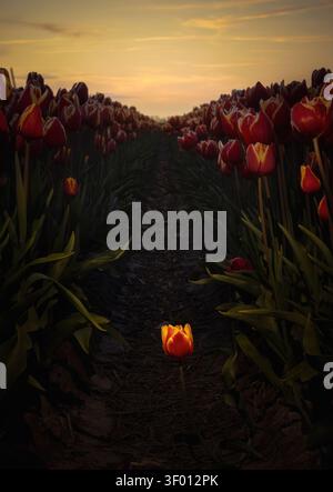 Une tulipe rouge solitaire fleurit sur un étroit chemin de terre entre les rangées de tulipes, éclairée par la lueur chaude du coucher du soleil. Perspective dramatique, ombres de mauvaise humeur et spr serein Banque D'Images