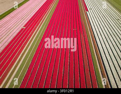Vue aérienne de champs de tulipes vibrants formant de longues rangées rayées en rouge, rose et blanc, mettant en valeur l'agriculture printanière, des motifs floraux, et les terres rurales Banque D'Images