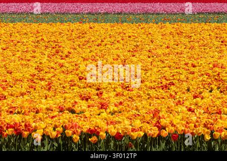 Vue large d'un champ de tulipes vibrant en pleine floraison printanière, montrant des fleurs jaunes denses avec des accents orange et des bandes douces de fleurs roses et violettes i. Banque D'Images