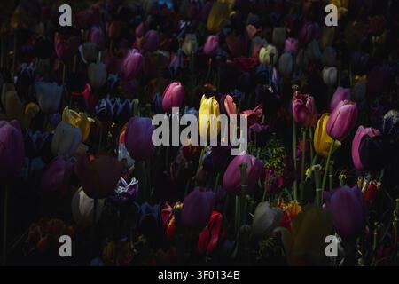 Photo Moody en basse lumière d'un champ dense de tulipes, avec des fleurs violettes, roses, rouges et blanches et une tulipe jaune vif mise en évidence contre un GA printanier sombre Banque D'Images