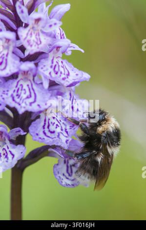 Apidae, abeilles, Bombus Jonellus, Finlande, hyménoptères, heather bumblebee, femelle, taille élevée, format portrait, bumblebee, insectes, insectes, femelles Banque D'Images