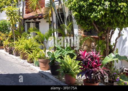 Rangée de plantes tropicales en pot et de fougères borde une rue pavée à Puerto Vallarta, Jalisco, Mexique, avec une architecture traditionnelle, lumière du soleil Banque D'Images