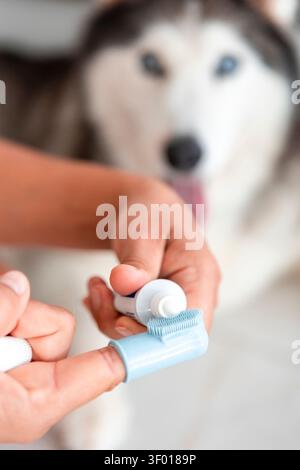 Gros plan des mains appliquant du dentifrice pour animaux domestiques à une brosse à doigts pendant qu'un Husky sibérien regarde, illustrant les routines quotidiennes de soin des chiens, l'hygiène bucco-dentaire, groomi Banque D'Images