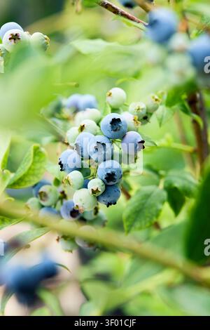 Myrtilles mûres et non mûres poussant sur un buisson dans un jardin Banque D'Images