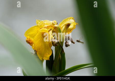 Photographie macro d'une petite mouche volante planant en plein vol à côté d'une fleur d'iris jaune vif Banque D'Images