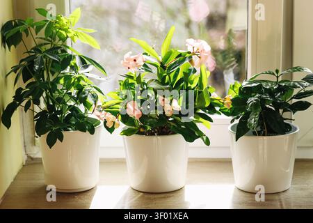 Trois plantes d'intérieur en pot fleuries arrangées sur un rebord de fenêtre lumineux à l'intérieur. Fond de jardinage domestique pour la décoration de soins des plantes, la verdure et l'int naturel Banque D'Images