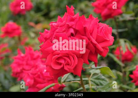 Rose à thé hybride miniature rouge, rosa 'My Valentine' en fleur. Banque D'Images