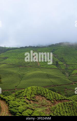 Collines vertes brumeuses et plantations de thé à Munnar, Kerala, Inde Banque D'Images