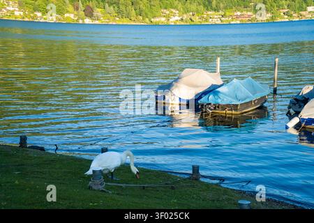 Un cygne broute sur la rive herbeuse du lac de Côme tandis que des bateaux couverts flottent à proximité sur une eau bleue et calme, avec des collines vertes en arrière-plan, Suisse. Banque D'Images