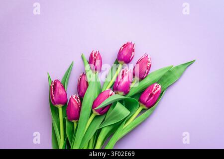 Bouquet de tulipes violettes avec des feuilles vertes sur fond de lavande pastel avec espace copie. Motif de salutation ou de célébration floral printanier. Vue de dessus, plat Banque D'Images