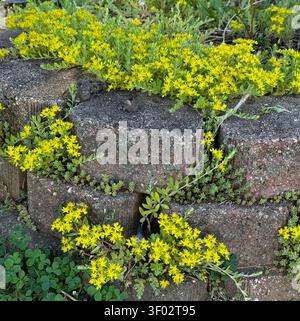 Pierres d'aménagement paysager avec Stonecrop de mousse d'or, poussant au-dessus et entre les pierres, remplies de fleurs jaunes, au printemps, à Trevor, Wisconsin, États-Unis Banque D'Images