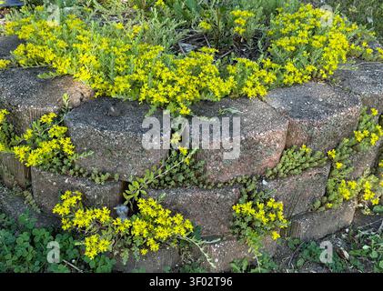 Pierres d'aménagement paysager avec Stonecrop de mousse d'or, poussant au-dessus et entre les pierres, remplies de fleurs jaunes, au printemps, à Trevor, Wisconsin, États-Unis Banque D'Images