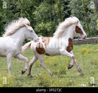 Paire de chevaux islandais Pinto se déplaçant côte à côte dans un pâturage agricole herbeux. Banque D'Images