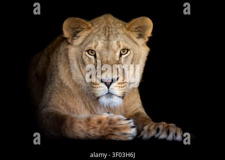 Gros plan adulte grand portrait de lion femelle sur fond sombre Banque D'Images