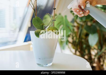 scène d'arrosage d'intérieur calme avec la plante de pulvérisation dans un vase en verre près de la fenêtre, nourrissant le cadre de décoration à la maison avec bouteille en plastique et plantes blanches vertes Banque D'Images