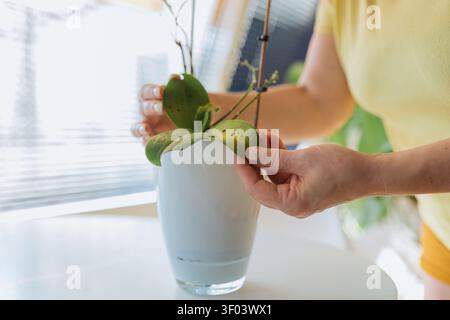 femme inspectant les feuilles de plantes dans un cadre intérieur avec des stores de fenêtre et une table en bois, en prenant soin de gros plan au-dessus du vase blanc avec de l'eau, dessus jaune Banque D'Images