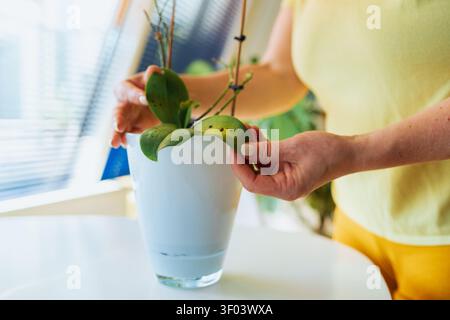 femme plaçant soigneusement la plante dans un vase blanc près des stores de fenêtre, scène intérieure calme et focalisée avec le dessus jaune et la plante verte, la décoration et l'intérieur Banque D'Images