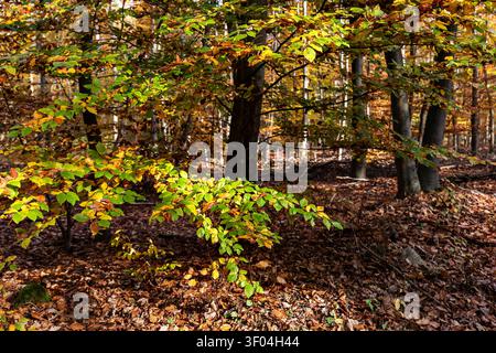 Des branches de hêtre au feuillage vert, jaune et cuivré remplissent la forêt d'automne au-dessus du tapis de feuilles tombées et de troncs sombres. La lumière tamisée du soleil ajoute de la chaleur Banque D'Images
