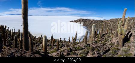 Cactus géants sur une île rocheuse dans le Salar de Uyuni plat de sel Banque D'Images