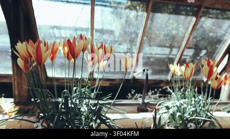 Des tulipes rouges et jaunes poussent dans une serre vitrée baignée de soleil avec un feuillage vert luxuriant. Banque D'Images