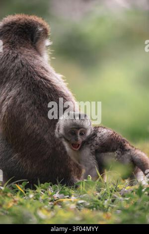 Singe vervet nourrisson jetant un coup d'œil à côté d'un adulte dans l'herbe Banque D'Images