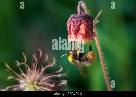 Bombus pratorum (Bombus pratorum) sur la fleur de l’avène des ruisseaux (Geum rivale) Banque D'Images