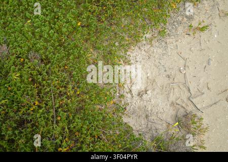 Vue de dessus d'un couvert végétal côtier vert avec de petites fleurs jaunes rencontrant le bord d'un chemin sablonneux, Chypre, printemps. Banque D'Images