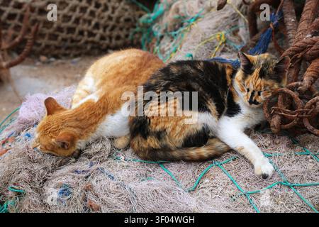 Chats d'Essaouira, Maroc. Chat calico et chat roux locaux dormant sur les filets de pêche dans le port. Banque D'Images