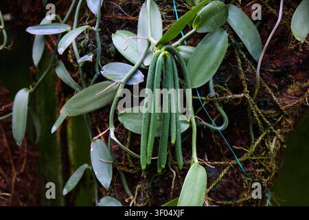 Espèce de plante Vanilla planifolia dans un jardin botanique. Gousses de vanille. Banque D'Images