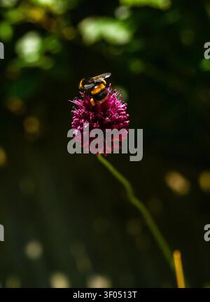 Bourdon repose sur une petite fleur d'allium dans un jardin urbain à Brighton , Sussex , UK 2026 Banque D'Images